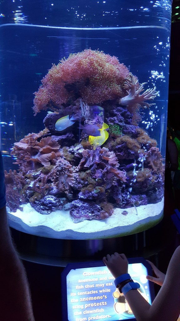 Disney_Dory_Aquarium